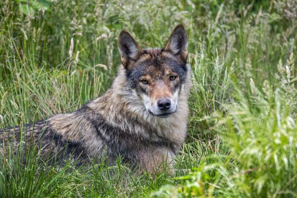 Selon l'Union européenne, il y aurait 20.000 loups en Europe.