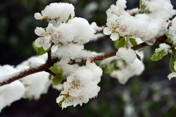 Plusieurs centimètres de neige sont tombés en Normandie le 9 janvier 2024, faisant craindre aux maraîchers la dégradations de leurs arbres fruitiers.