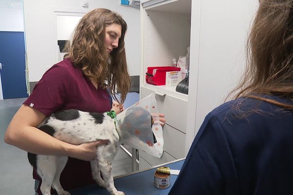 Ce jeudi 2 janvier, une maison des urgences vétérinaires a ouvert ses portes à Echirolles en Isère.