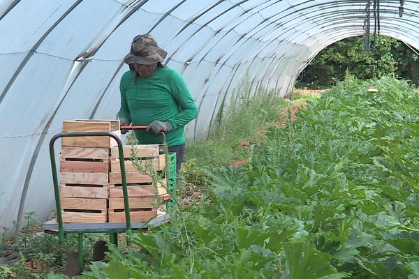 Pénibilité, salaires insuffisants : dans les exploitations agricoles gardoises, on peine à trouver de la main d' œuvre pour ramasser fruits et légumes. Dans le département, le secteur représente 10 % de l'emploi saisonnier.