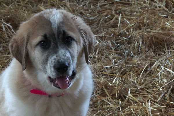 Depuis le début du mois de janvier 2023, Talia, petite Patou, apprend à se familiariser avec ses nouveaux compagnons : les veaux de la ferme de la Batailleuse dans le Doubs