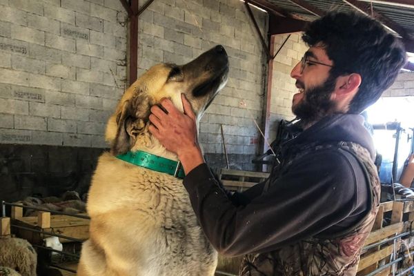 Le choc après le meurtre d'un berger d’Anatolie de 2 ans a abattu entre Caille et Séranon. Son propriétaire recherche les responsables.