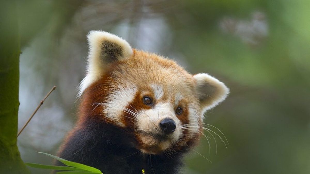 Puy-de-Dôme : le panda roux du parc animalier d'Auvergne a été retrouvé