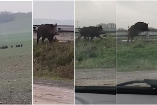 La horde de sangliers s'est aventurée en ville près de Reims sur une route à deux voies. 