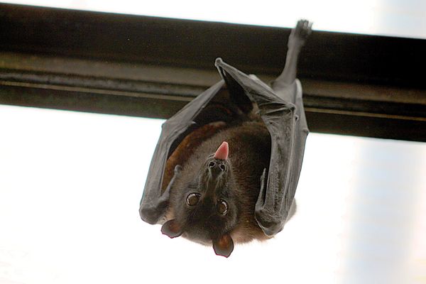 Invasion de chauves-souris dans un appartement du centre-ville de Nancy.