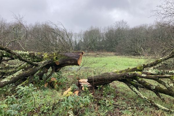 Un des 20 chênes mystérieusement abattu dans une propriété privée près de Nantes.