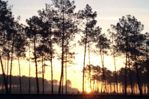 Soleil matinal dans la forêt des Landes