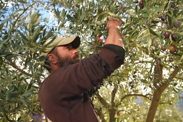 L'olive de Nyons agrément les plats de l'été