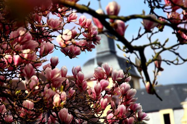 Les magnolias, sont toujours là ! 