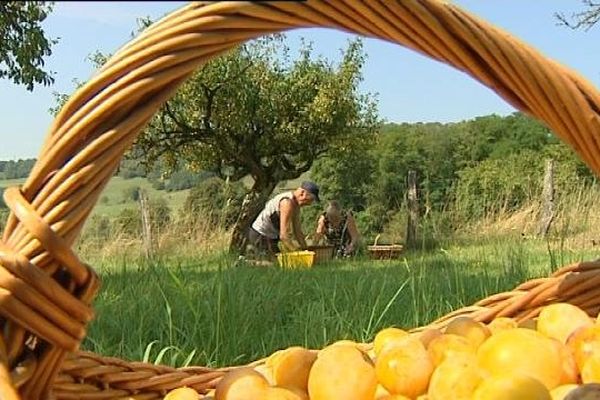 Miam... des mirabelles ! 