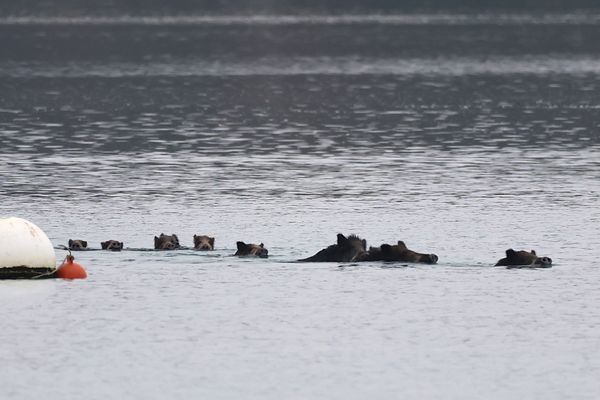 Neuf sangliers nageaient dans la Rance