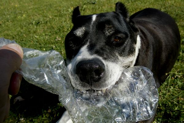 Les 5 chiens sont de type American Staff, mais leur catégorie reste à déterminer.