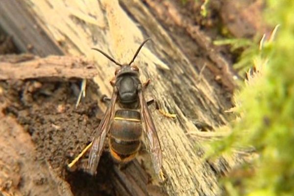 Une femelle de frelon asiatique réveillée en pleine sieste hivernale.