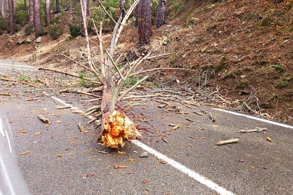 Du fait des conditions météorologiques, plusieurs arbres sont tombés sur la chaussée, les routes, ou encore les voies de train.