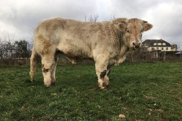 A Condat-en-Combrailles (Puy-de-Dôme), le taureau charolais "On y va" se prépare pour le Salon de l'Agriculture.