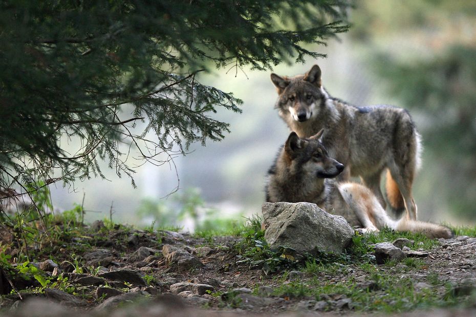 France’s New Wolf Plan 2024-2029: Balancing Herd Protection and Conservation