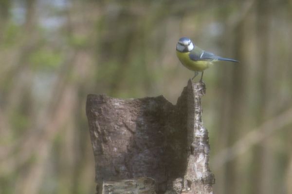 Le festival de l'oiseau et de la nature jusqu'au 2 mai