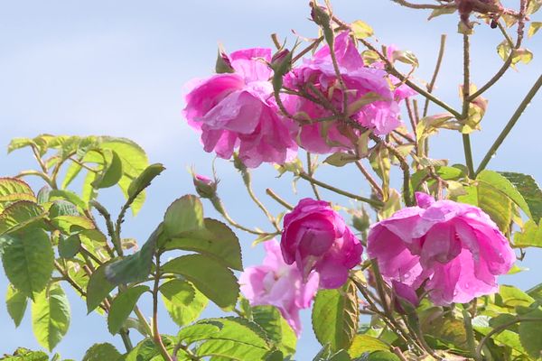 C'est surant le mois de mai que la centifolia se cultive du côté de Pégomas et de Grasse.