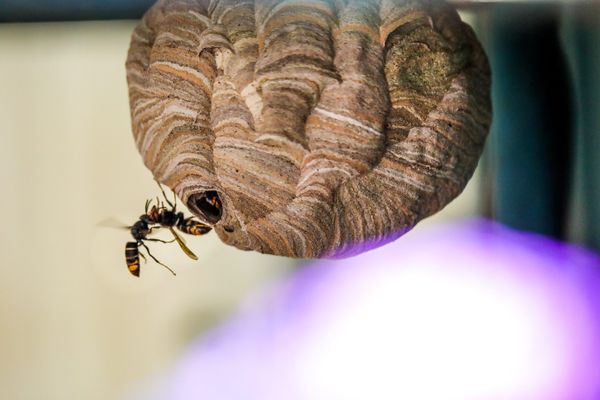 Plus petits et plus noirs que leurs cousins européens, les frelons asiatiques n'ont pas de prédateurs naturels en France.