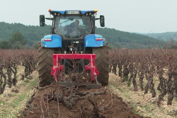 Au total, 7% du vignoble sera sacrifié dans l'Aude soit environ 5 000 hectares de parcelles. Vendredi 20 décembre 2024.