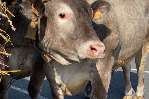 L'animal est pesé, décoré, avant de défiler en musique dans les rues de Bazas en Gironde.