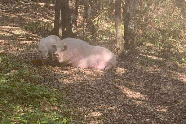 Sur ce cliché pris par une joggeuse, on voit un gros cochon et un plus petit. Ils seraient trois au total, dans la forêt de la Valmasque à Mougins.