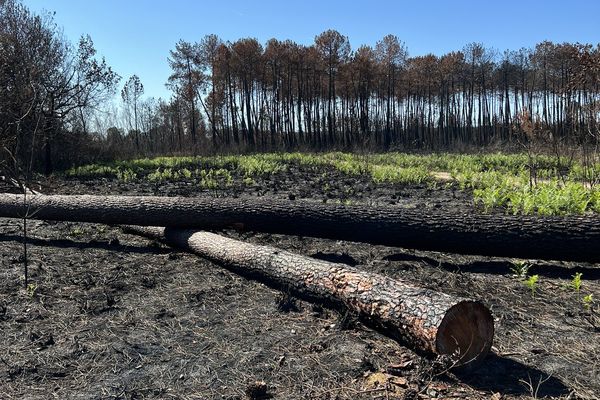 Quelles pistes pour reboiser les parcelles détruites par les incendies de l'été 2022 ?