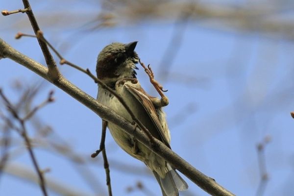 Moineau dans les jardins du Carroussel près du Louvre à Paris