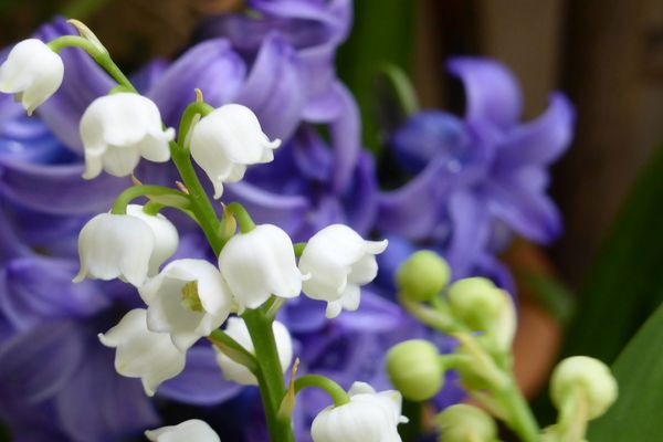 Un brin de muguet pour un an de bonheur!