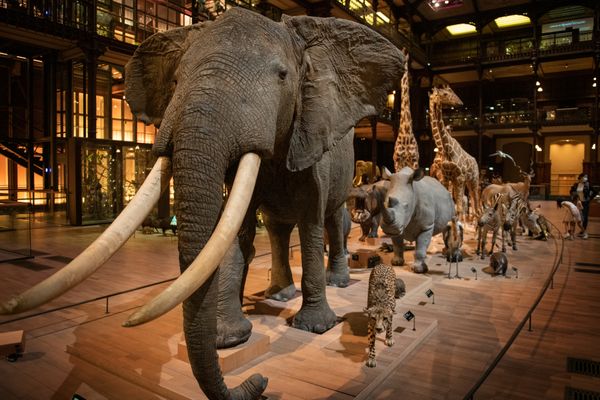 Dans les coulisses de la Grande Galerie de l'évolution, découverte du travail des taxidermistes.