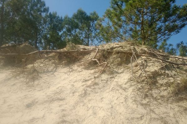 On voit bien ici l’érosion de la dune sur la plage du Galon d'Or (La Tremblade - La Rochelle)