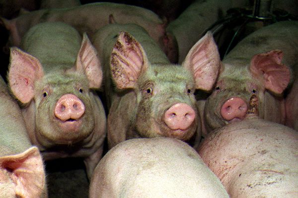 Une partie des 180 cochons à l'arrière du camion est décédée dans l'accident, ce mardi 10 décembre, peu avant minuit. 