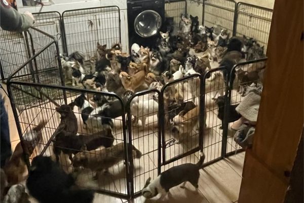 Les gendarmes de l'Aube ont découvert un élevage non-déclaré abritant 130 chihuahuas dans un local exigu.