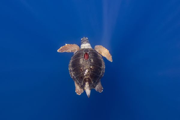 Une tortue équipée d'une balise gps permettant à l'Office Français de la Biodiversité de suivre ses déplacements