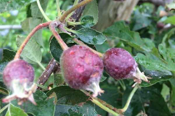 Jeunes pommes endommagées par la grêle