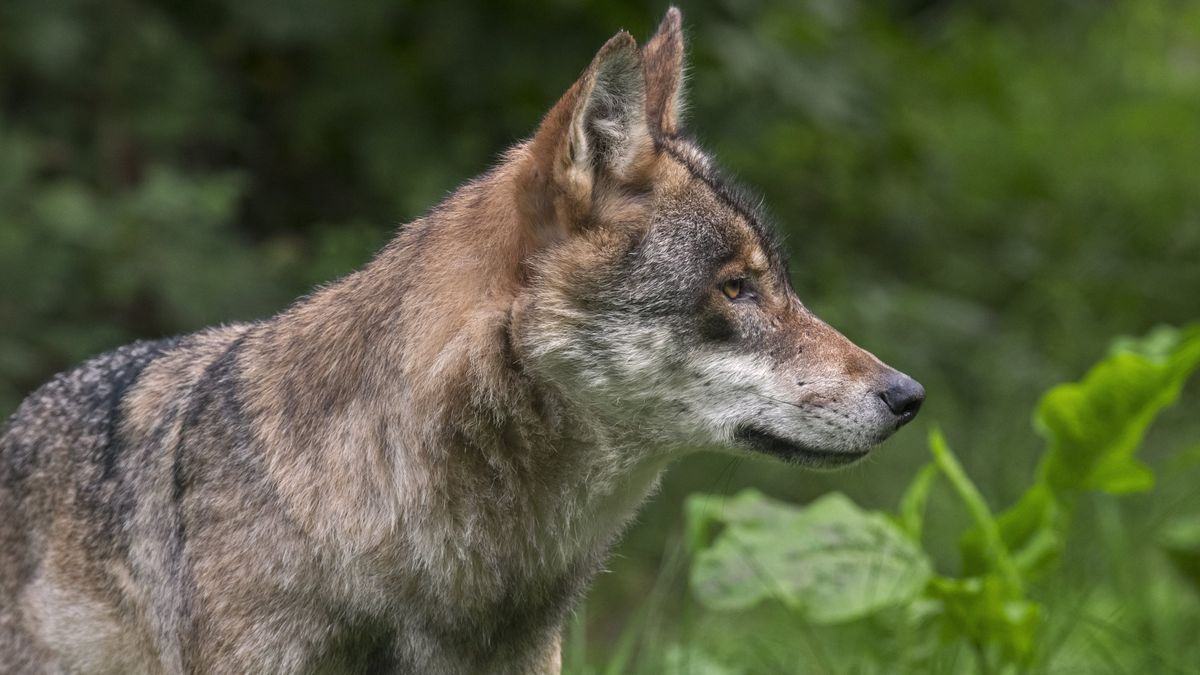 Loup en Dordogne : une observation « authentifiée » en 2023