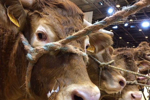 Cette année, le meilleur prix a été décernée à une génisse pour une somme de plus de 16 000 euros. 