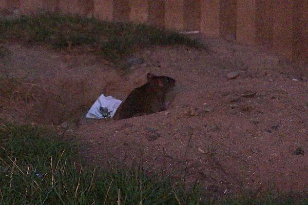 Les rats ont envahi le terrain où sont installés les poubelles de grands immeubles résidentiels dans l'Elsau.