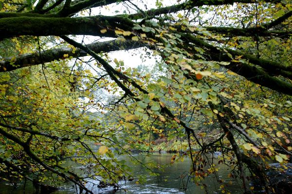 La forêt, lieu d'évasion !