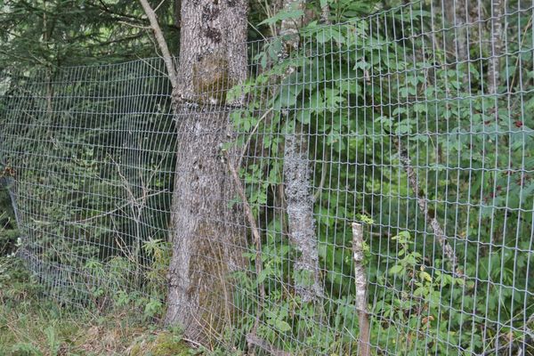 Plus de 5 km encerclaient encore l'ancienne Vallée des rennes, à Prémanon dans le Jura. Grâce à Christophe Clément, il n'y a plus que 3 km environ, et bientôt quasiment plus aucun, après une opération les 29 et 30 mai 2021