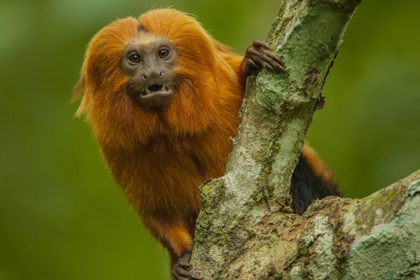 Un tamarin-lion doré.