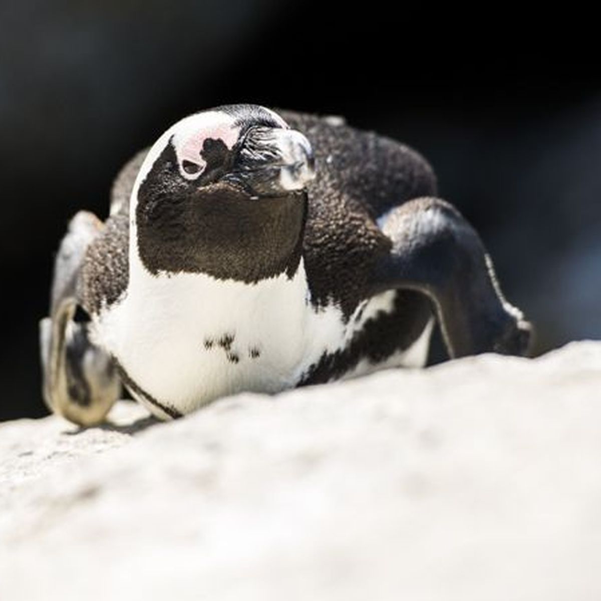 Il Faut Trouver Un Nom Au Bebe Manchot De L Aquarium Mare Nostrum De Montpellier