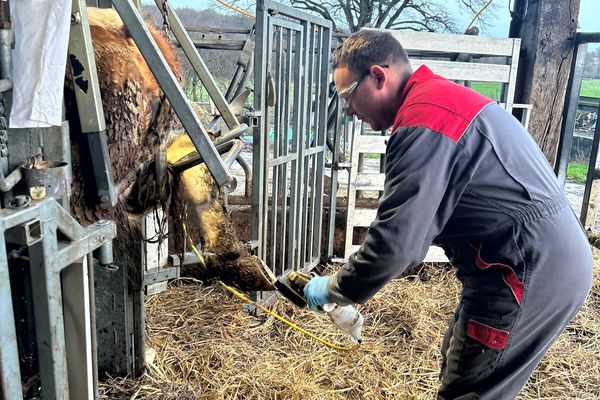 Le métier de pédicure bovin consiste à entretenir et soigner les sabots des vaches