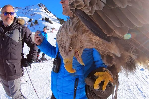 Jacques Olivier Travers est passionné par les rapaces depuis sa plus tendre enfance. Aujourd’hui, il lutte pour leur préservation, et même pour la réintroduction d’espèces endémiques du Léman qui avaient disparu de notre région.