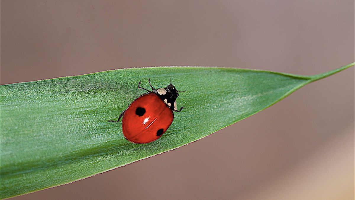 Pour lutter contre les pucerons des pontes de coccinelles