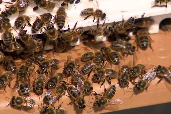 Les abeilles noires, une race patrimoniale typiquement normande 