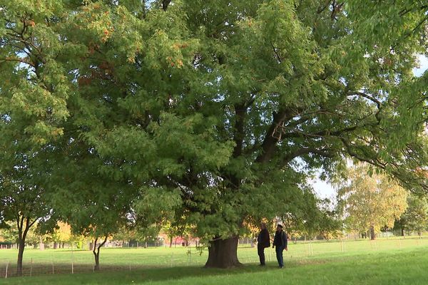 Jean-Paul et Antoine Lerch sous un des arbres emblématiques de Marmoutier, un cormier de plus de 300 ans