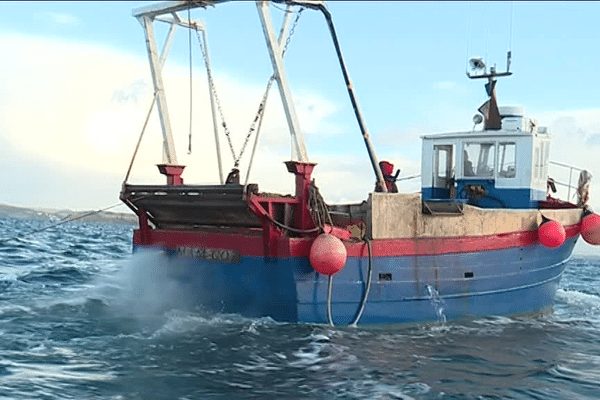 La pêche à la coquille Saint-Jacques n'est plus aussi fructueuse dans la rade de Brest. Les pêcheurs s'interrogent.