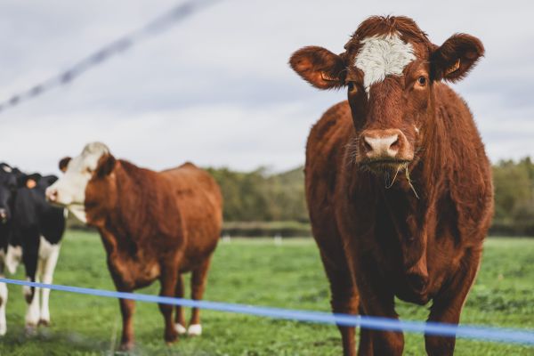 L'abattoir de Craon dans la ligne de mire de l'association L214.