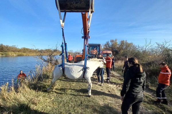 Un cheval a été évacué du canal du bas Rhône à Sète, au niveau de la commune de Saint-Laurent d'Aigouze ce vendredi 24 novembre 2023.